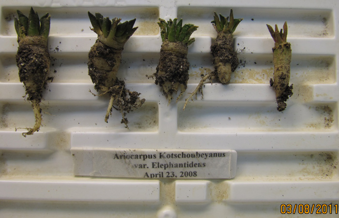 Ariocarpus kotschoubeyanus var. elephantidens seedlings